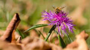 Flockenblume im Herbstlaub